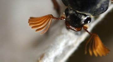 5 DSC_9656 Cockchafer antennae EC 7fanextensions -