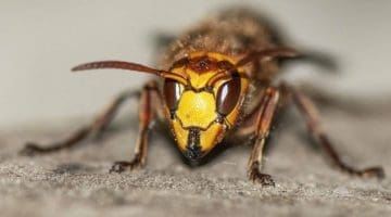 5. DSC_3021 Hornet head EC Reduced ---