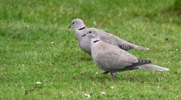 6 DSC_9126 Collared doves EC