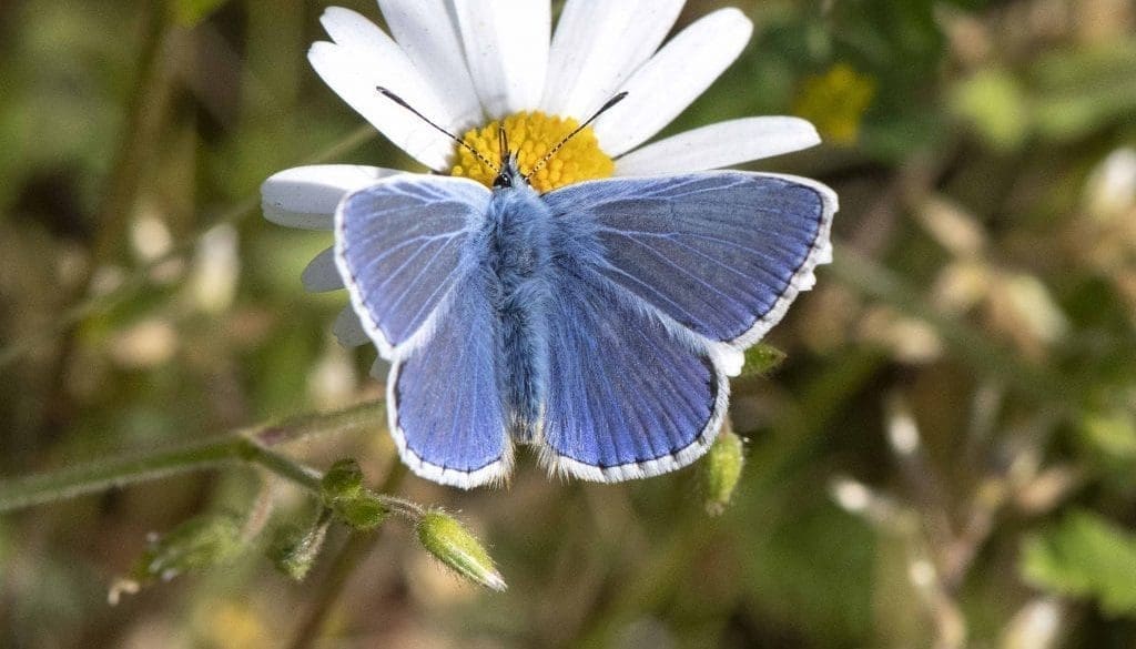 6. DSC_1516 Common blue wings open EC Reduced --