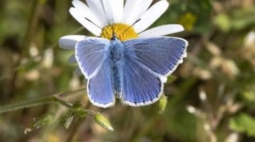 6. DSC_1516 Common blue wings open EC Reduced --