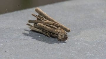 7 DSC_9507 Bag worm case EC