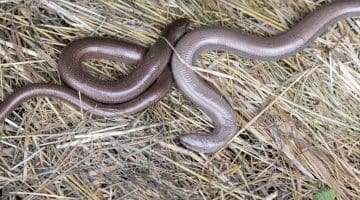 7. DSC_2433 Two slow-worms under tin EC Reduced --