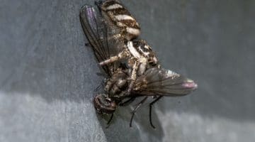 8 DSC_9525 Zebra spider and prey EC