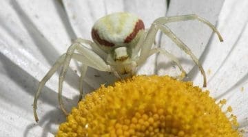 8. DSC_1261 Misumena vatia ECC Reduced -- --