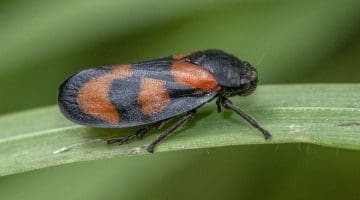 9 DSC_9247 Red and black froghopper Cercopis vulnerata EC