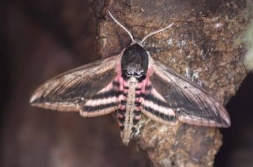 9. DSC_3105 Privet hawk-moth EC Reduced --