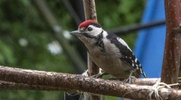 1 DSC_4718 GtSpWdpkr on bean poles EC -- Reduced