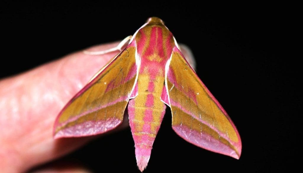 1 DSC_6211 Elephant hawk on finger EC - Reduced