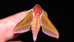 1 DSC_6211 Elephant hawk on finger EC - Reduced