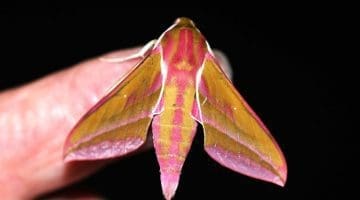 1 DSC_6211 Elephant hawk on finger EC - Reduced