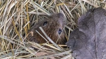 10 DSC_5008 Bank vole head ECC --
