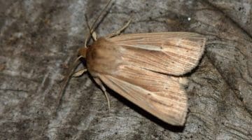 10 DSC_6141 Smoky Wainscot (Mythimna impura) EC Reduced