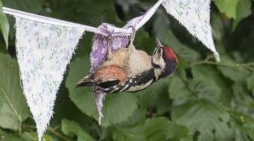 2 DSC_5164 Juv wdpkr on bunting ECC -----