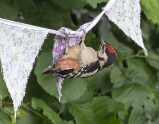 2 DSC_5164 Juv wdpkr on bunting ECC -----