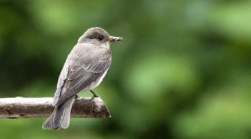 3 DSC_4326 Spotted flycatcher on bean pole EC