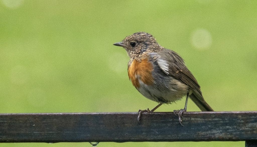 4 DSC_5231 Baby robin on bench EC ---