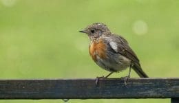 4 DSC_5231 Baby robin on bench EC ---