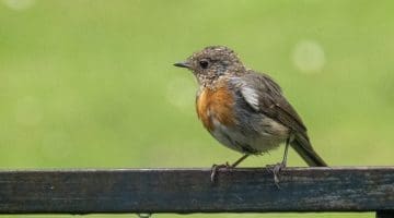 4 DSC_5231 Baby robin on bench EC ---