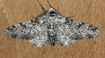 4 DSC_6200 Peppered moth ECC - Reduced
