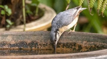 5 DSC_4796 Nuthatch drinks EC -