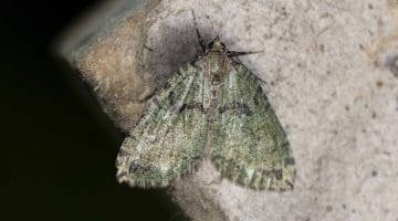 5 DSC_6224 July Highflier (Hydriomena furcata) EC