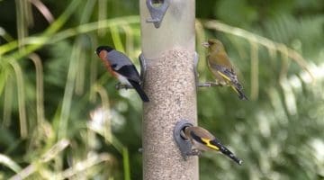 6 DSC_4376 Bullfinch Greenfinch Goldfinch EC