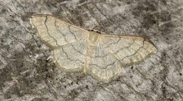 6 DSC_6183 Riband Wave Idaea aversata EC Reduced