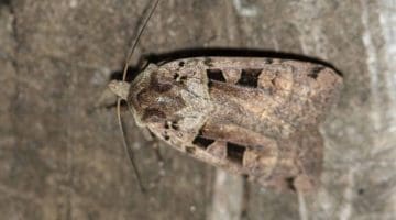 7 DSC_6179 Double Square-spot (Xestia triangulum) EC Reduced