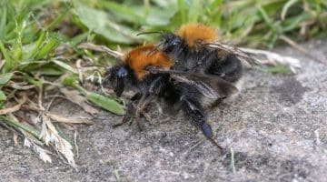 8 DSC_4199 Tree bumble bees mating EC -- Reduced