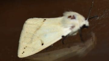 8 DSC_6127 Buff ermine EC