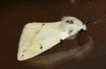 8 DSC_6127 Buff ermine EC