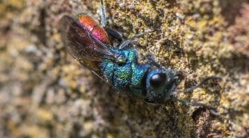 9 DSC_4140 Ruby-tailed wasp ECC --