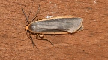 9 DSC_6238 Common Footman (Eilema lurideola) EC Reduced