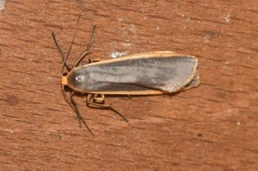 9 DSC_6238 Common Footman (Eilema lurideola) EC Reduced