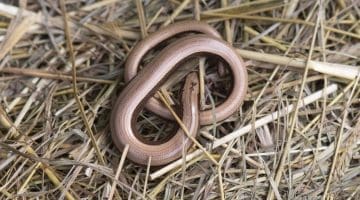 1 DSC_0098 Young slow-worm under tin EC - Reduced