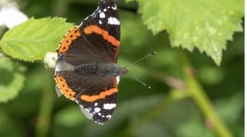 1 DSC_6388 Red admiral EC Reduced