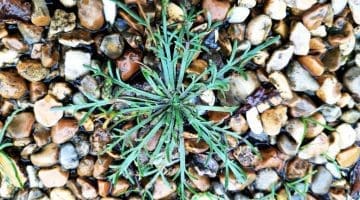 1. IMG_20210807_184429 Buckshorn plantain EC Reduced