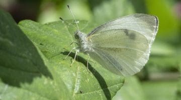 10 DSC_8238 Small white EC --