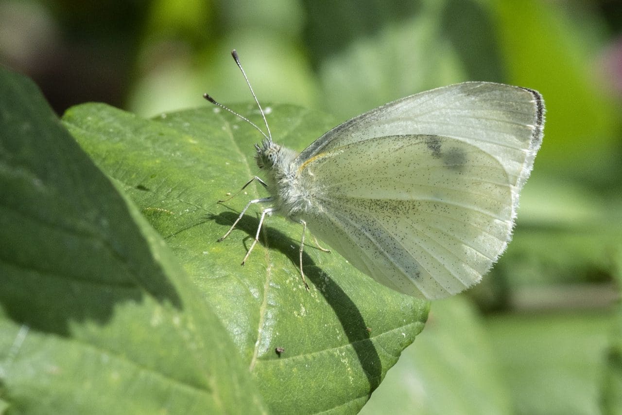 10 DSC_8238 Small white EC --