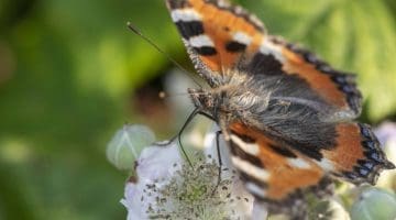 2 DSC_7434 Small tort feeds on bramble -- EC Reduced