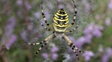 2 DSC_9369 Wsp spider EC -- Reduced