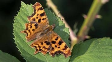 3 DSC_7403 Comma on bramble EC Reduced