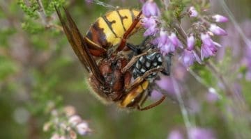 3 DSC_9550 Hornet with flesh fly EC -- Reduced