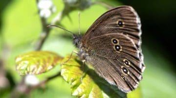 4 DSC_6509 Ringlet underside ECC reduced