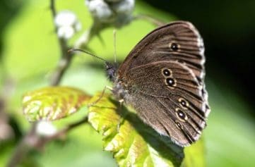 4 DSC_6509 Ringlet underside ECC reduced