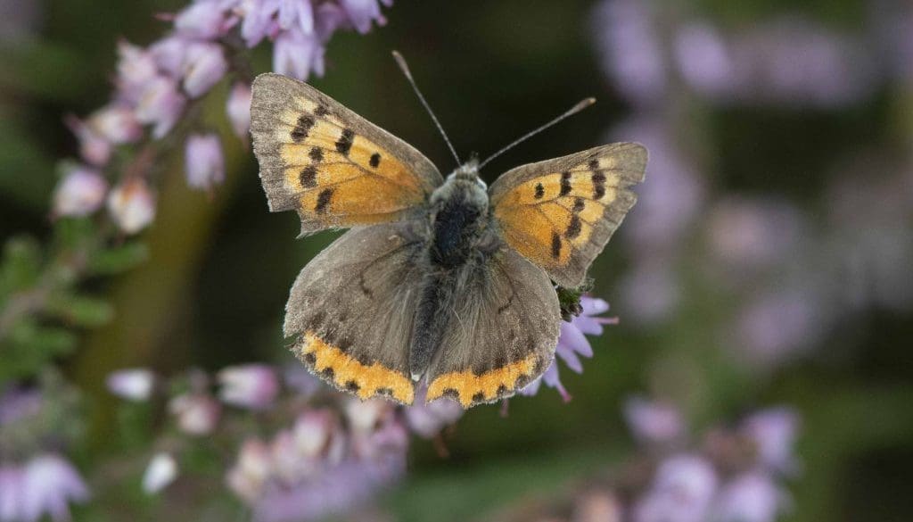 4 DSC_9296 Small copper ECC Reduced