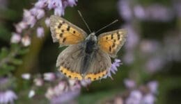 4 DSC_9296 Small copper ECC Reduced