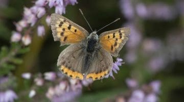 4 DSC_9296 Small copper ECC Reduced