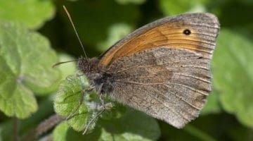 5 DSC_6474 Meadow brown ECC Reduced